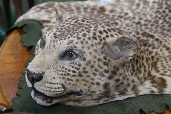 An Indian leopard rug, mounted on a green baize cloth with brass hanging rings